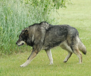   مصر اليوم - دراسة: سلفٌ مشترك بين الكلاب والذئاب