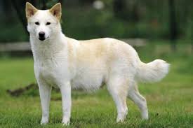   مصر اليوم - كلب بالجمرك يقضم إصبع مواطن إماراتي والجمارك تتحمل التعويض