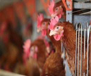   مصر اليوم - الفاو تحذر من إرتفاع الإصابات بأنفلونزا الطيور في الصين