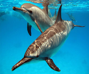   مصر اليوم - سفيرة أميركا في اليابان تعبر عن قلقها العميق بشأن صيد الدلافين