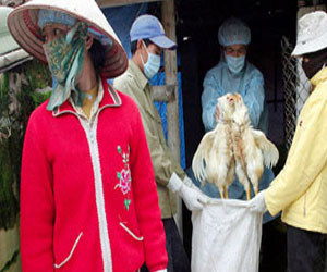   مصر اليوم - الفاو تحذر من إرتفاع الإصابات بأنفلونزا الطيور في الصين