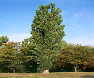   مصر اليوم - علماء بيولوجيا في سيبيريا يبتكرون أشجارًا سريعة النمو