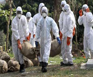   مصر اليوم - تسجيل حالة وفاة جديدة بأنفلونزا الطيور في فيتنام