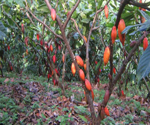   مصر اليوم - الزراعة غير الشرعية للكاكاو بساحل العاج تهدد مزرعة جبل بيكو الوطنية