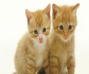   مصر اليوم - العثور على عظام قطة من العصر الحجرى فى قرية صينية