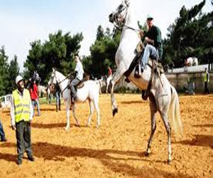   مصر اليوم - نادي الفروسيه يُقيم حفل سباقه على كأس ودروع دعم خادم الحرمين الشريفين