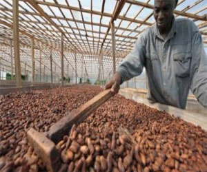   مصر اليوم - الزراعة غير الشرعية للكاكاو تهدد المزرعة الوطنية لجبل بيكو