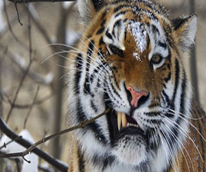 مصر اليوم - حراس غابة يقتلون نمرا افترس 3 نساء خلال أسبوعين جنوبى الهند