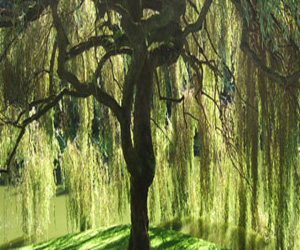 مصر اليوم - حديقة كانبرا تستقبل طفلًا لحيوان كنغر الشجر النادر