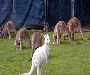 مصر اليوم - حيوان كنغر الشجر النادر يلد طفلاً في حديقة حيوانات كانبرا