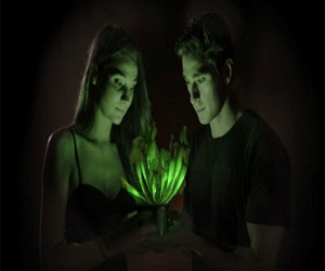   مصر اليوم - نباتات معدلة وراثيًا بدلا من المصابيح