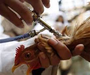   مصر اليوم - مصر تنفي ظهور إنفلونزا الطيور بأي من محافظاتها