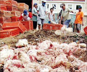 مصر اليوم - مسح شامل لمزارع الدواجن في الشرقية للتأكد من خلوها من أنفلونزا الطيور