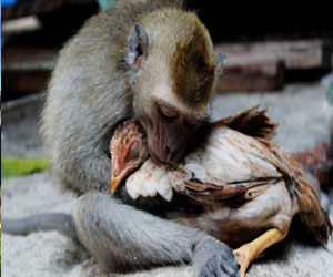 مصر اليوم - قرد يقع في غرام دجاجة من النظرة الأولي