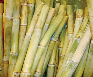 مصر اليوم - محافظ سوهاج يفتتح موسم عصير القصب في مصنع سكر جرجا