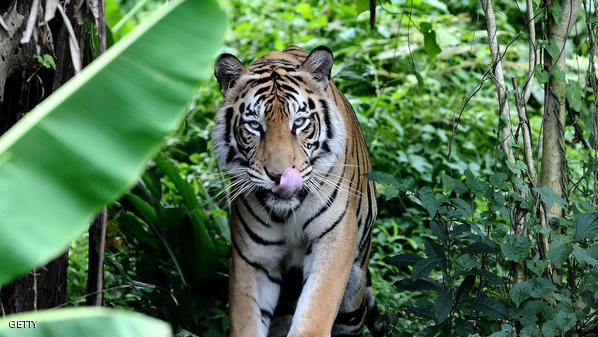   مصر اليوم - مقتل نمر افترس 3 نساء في الهند