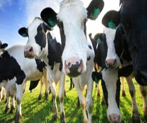 مصر اليوم - الأبقار تعاني من البدانة أيضًا