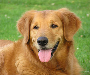 مصر اليوم - أقدم سرطان ظهر لدي كلب قبل 11 ألف سنة