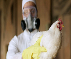   مصر اليوم - 37 إصابة بفيروس أنفلونزا الطيور شرق الصين