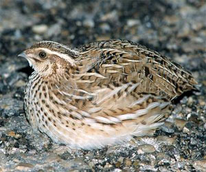   مصر اليوم - ولاية سودانيَّة تتجه لتربية طائر السمَّان للاستفادة من لحومه