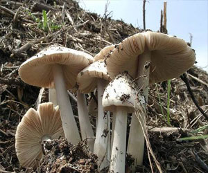   مصر اليوم - مستخلصات من عش الغراب تعزز فاعلية أمصال الإنفلونزا