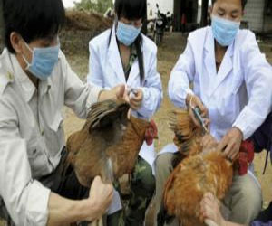   مصر اليوم - الصين تبلغ عن ثاني حالة إصابة بسلالة جديدة من فيروس أنفلونزا الطيور