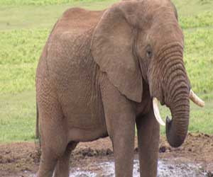 مصر اليوم - حيوانات غابات السافانا فى طريقها إلى الانقراض