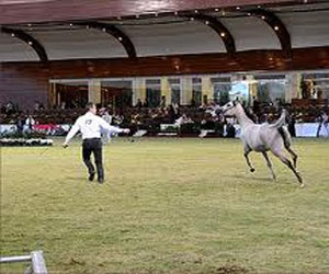   مصر اليوم - مهرجان الأمير سلطان بن عبدالعزيز للجواد العربي ينطلق الأثنين
