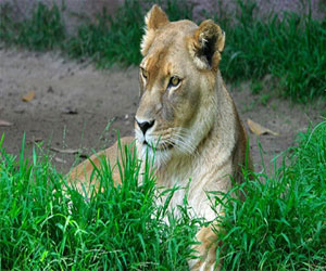 مصر اليوم - حيوانات غابات السافانا في طريقها إلى الانقراض