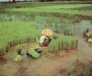 مصر اليوم - علماء صينيون ينجحون في زراعة نوع من الأرز المقاوم للملح