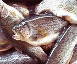   مصر اليوم - استنشاق رائحة السمك قد تسبب الإصابة بالحساسية