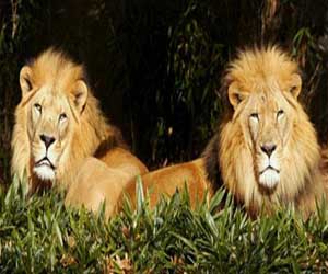   مصر اليوم - دراسة: كيف يشكل انقراض الحيوانات الآكلة للحوم خطرًا علينا