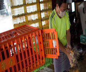   مصر اليوم - 19 حالة وفاة بسبب انفلونزا الطيور اتش 7 ان 9 في الصين