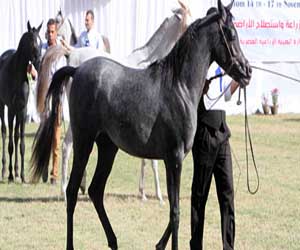   مصر اليوم - مهرجان الكويت لجمال الخيل ينطلق 6 فبراير