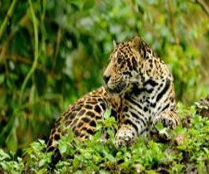 مصر اليوم - اندثار الفهد يهدد الغابة الأطلسية