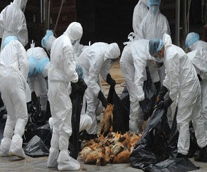   مصر اليوم - هونج كونج ستعدم 20 ألف طائر بسبب أنفلونزا الطيور