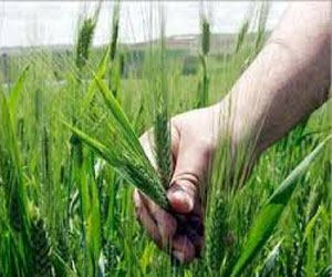 مصر اليوم - الجزائر تستضيف ندوة وزراء الفلاحة لدول المتوسط مطلع فبراير