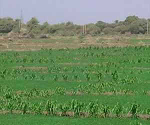   مصر اليوم - دعم منطقة صدر الحيطان في وسط سيناء لتشجيع الزراعة على مياه الأبار