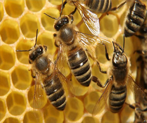   مصر اليوم - الشركات العالمية تعطي الأولوية لإنقاذ نحل العسل