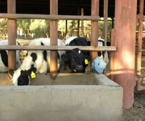   مصر اليوم - أبقار تتسبب بوقوع انفجار في حظيرة بسبب ريح بطنها