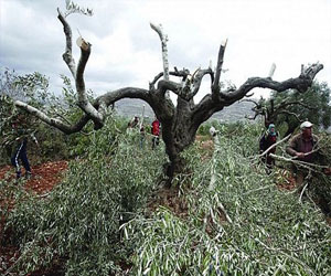   مصر اليوم - مستوطنون يهود يقطعون عشرات من أشجار الزيتون جنوب نابلس