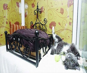   مصر اليوم - إيطالي يتظاهر بتبني القطط ليأكلها هو و أصدقائه