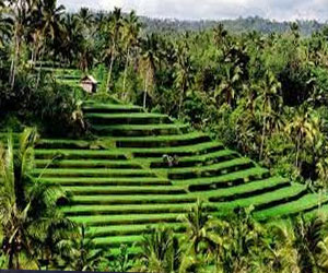 مصر اليوم - الزراعة و التخطيط توقعان بروتوكول تعاون لتوفير الإحصاءات الزراعية