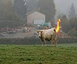 مصر اليوم - أبقار تتسبب بوقوع انفجار في حظيرة بسبب ريح بطنها