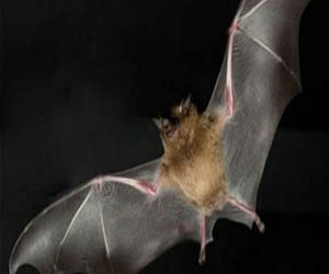 مصر اليوم - دراسة: أعداد الخفافيش فى أوروبا تتعافى من جديد