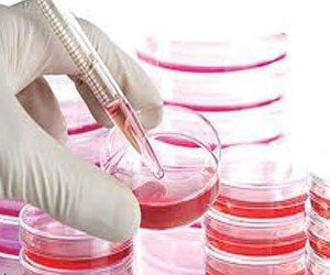   مصر اليوم - دراسة أسترالية تكشف عن مصدر جديد للخلايا الجذعية