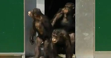   مصر اليوم - قرود الماكاك أكثر إنتاجية من البشر فى جنى الثمار بتايلاند