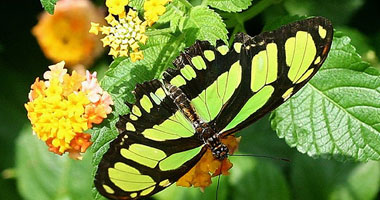   مصر اليوم - أسترالى يتغذى على الفراشات لمدة شهر بعدما ضل طريقه فى الأدغال