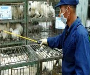  مصر اليوم - مرض انفلونزا الطيور يظهر في كوريا الجنوبية