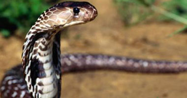   مصر اليوم - صانعة بيت رعب العثور على مئات الثعابين فى منزل بكاليفورنيا